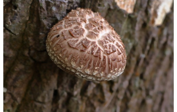 Shiitake jedlá houba